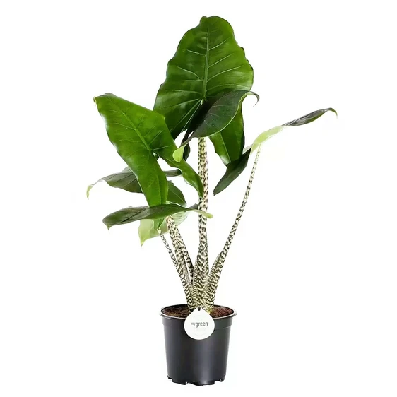 Alocasia zebrina 'Tiger' 17cm - image 1