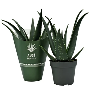 Aloe MEDIVERA® 'Equator'