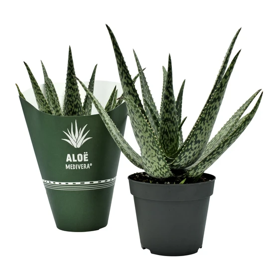 Aloe MEDIVERA® 'Meridiaan'