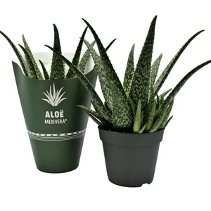 Aloe MEDIVERA® 'Tropical'