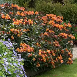 Alstroemeria 'Indian Summer' 3L - image 4