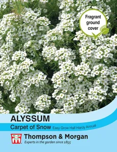 Alyssum Carpet of Snow - image 1