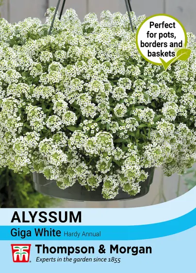 Alyssum Giga White - image 1
