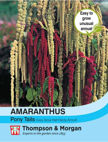 Amaranthus Pony Tails - image 1