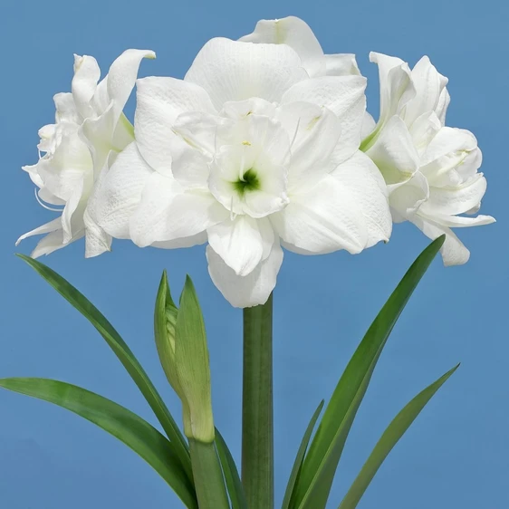 Amaryllis 'Akiko'