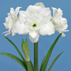 Amaryllis 'Akiko'