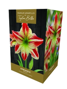 Amaryllis Ambiance