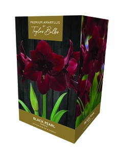 Amaryllis Black Pearl