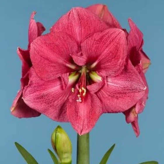 Amaryllis 'Bolero' - image 1