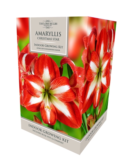 Amaryllis Christmas Star