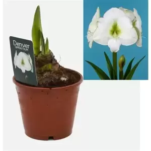 Amaryllis 'Denver' - image 2