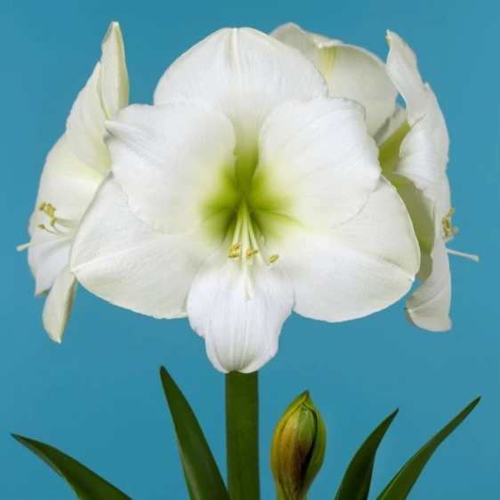 Amaryllis 'Denver' - image 1