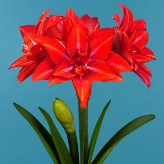 Amaryllis 'Double Delicious'