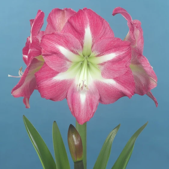 Amaryllis 'Exposure' - image 1