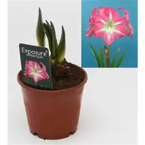 Amaryllis 'Exposure' - image 2