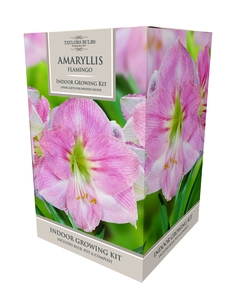 Amaryllis Flamingo