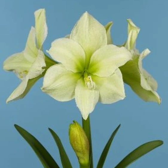 Amaryllis 'Luna' - image 1