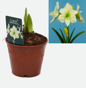 Amaryllis 'Luna' - image 2