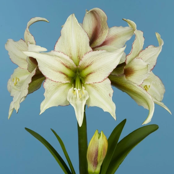 Amaryllis 'Magic Green' - image 1