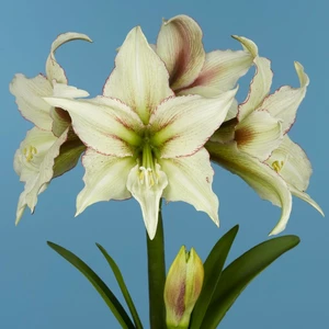 Amaryllis 'Magic Green' - image 1