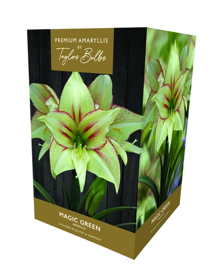 Amaryllis Magic Green