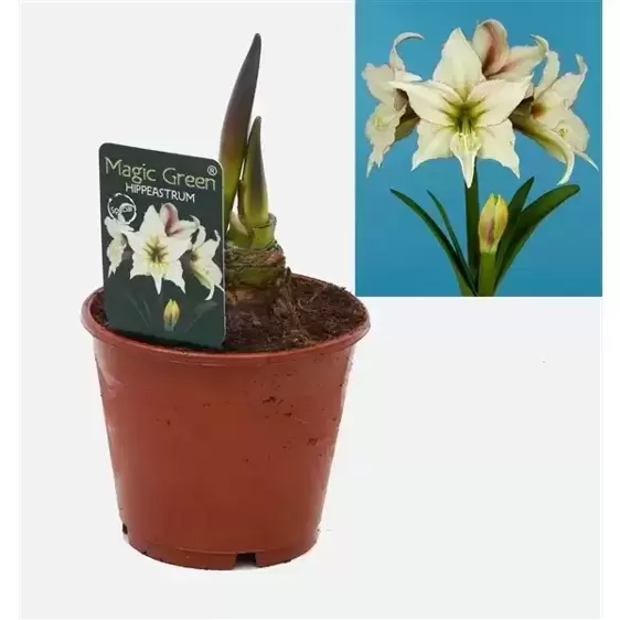 Amaryllis 'Magic Green' - image 2