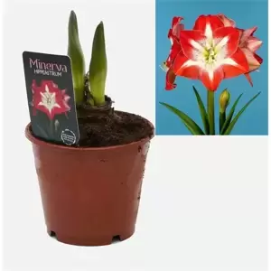 Amaryllis 'Minerva' - image 2