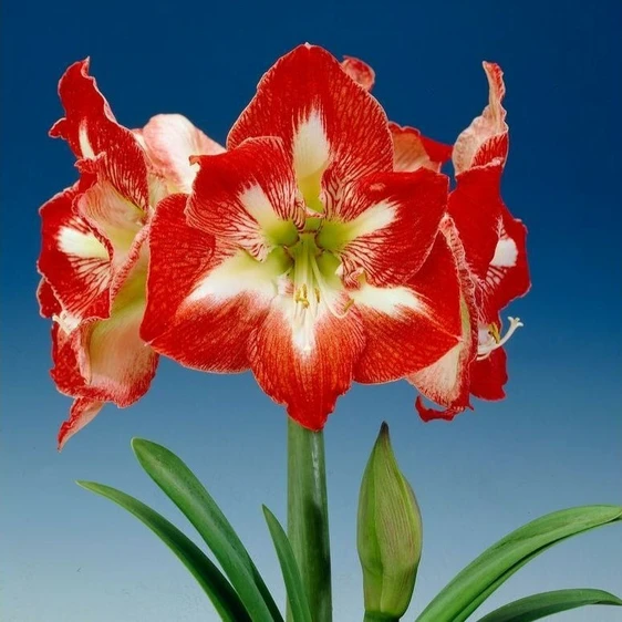 Amaryllis 'Minerva' - image 1