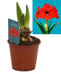 Amaryllis 'Olaf' - image 2