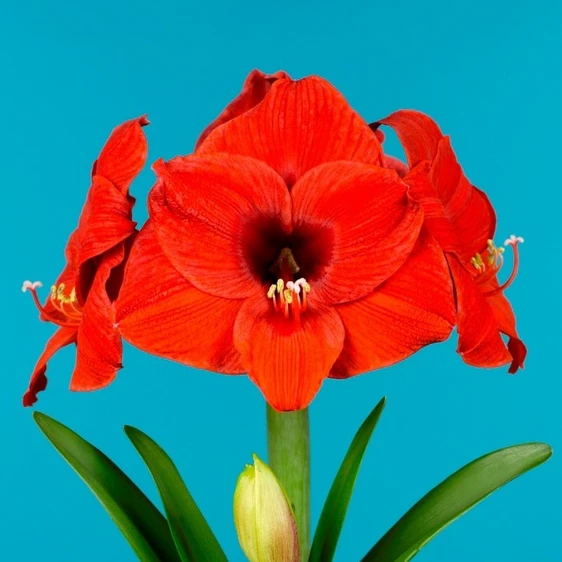 Amaryllis 'Olaf' - image 1