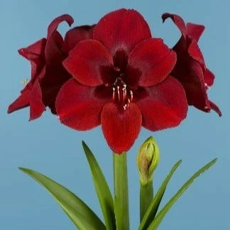 Amaryllis 'Premiere'