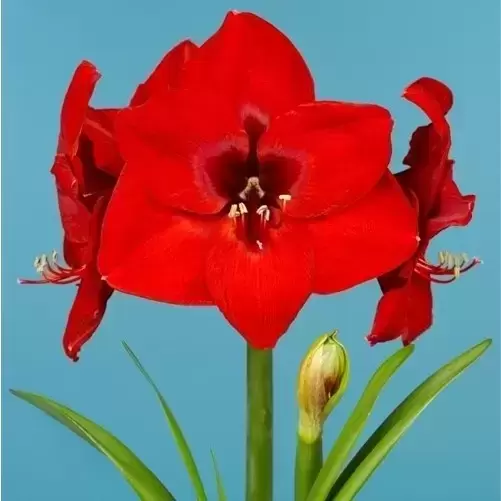 Amaryllis 'Red Lion'