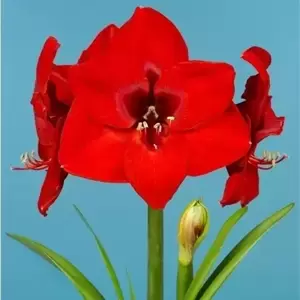 Amaryllis 'Red Lion'