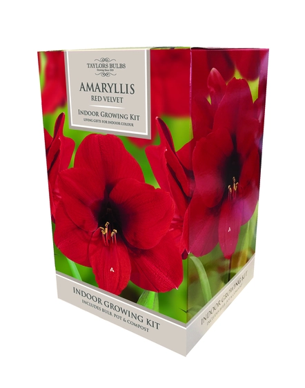 Amaryllis Red Velvet