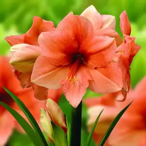 Amaryllis Rilona - image 2