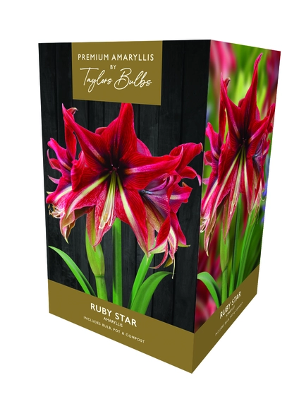 Amaryllis Ruby Star