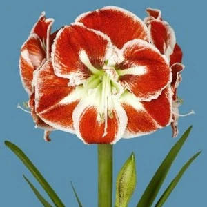 Amaryllis 'Samba'