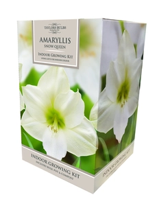 Amaryllis Snow Queen