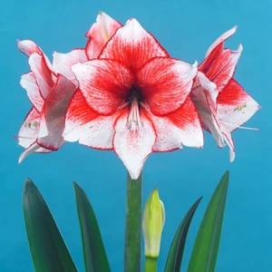 Amaryllis 'Stardust' - image 1