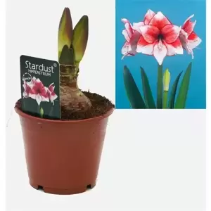 Amaryllis 'Stardust' - image 2