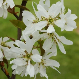 Amelanchier x grandiflora 'Ballerina' - Cowell's Garden Centre ...