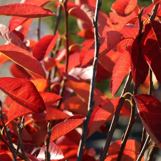 Amelanchier canadensis 'Rainbow Pillar' - image 1