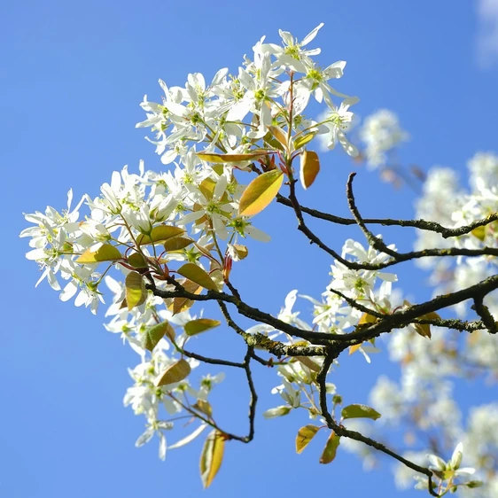 Amelanchier canadensis 'Rainbow Pillar'