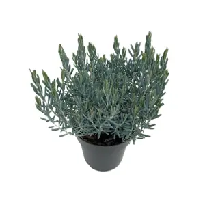 Andromeda 'Blue Lagoon'