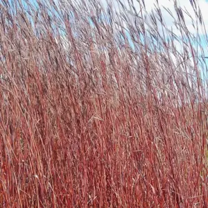 Andropogon 'Red October'