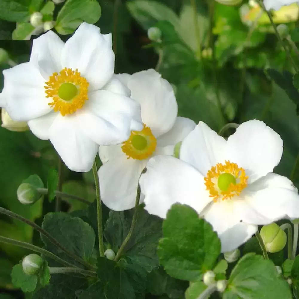 Anemone X Hybrida Andrea Atkinson 3l Cowells Garden Centre