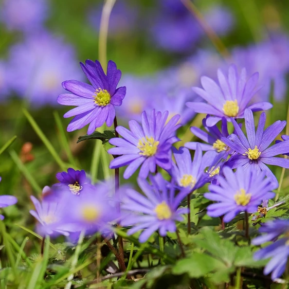 Anemone blanda 6 Pack