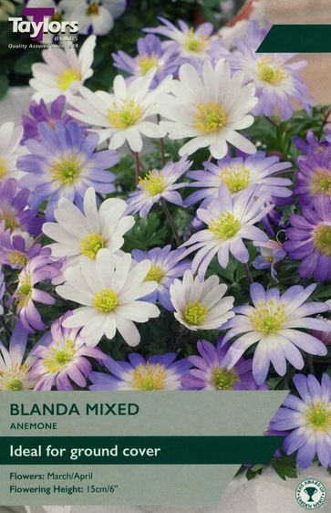 Anemone Blanda Mixed