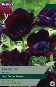 Anemone Bordeaux