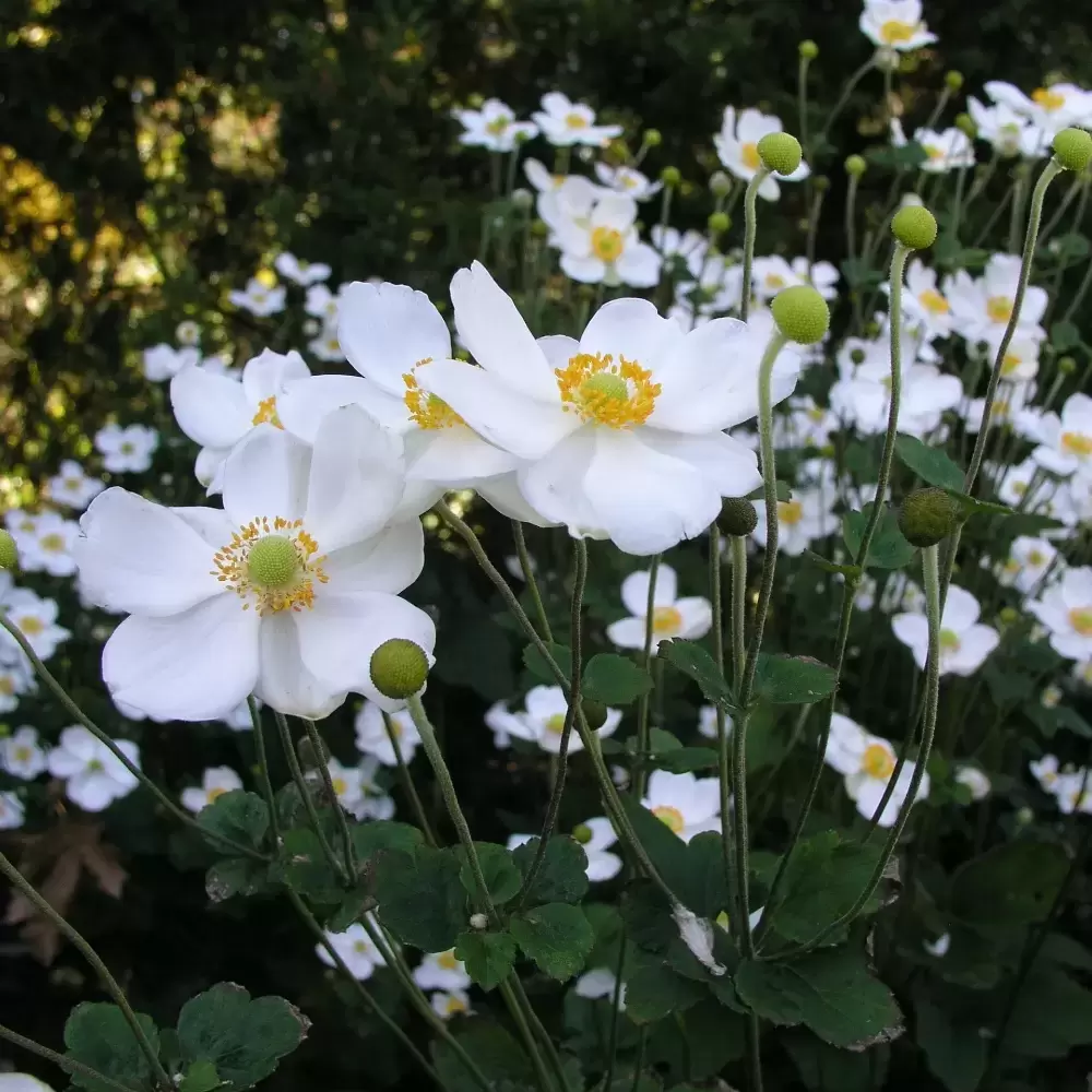 Anemone X Hybrida Honorine Jobert 3L Cowell S Garden Centre   Anemone Honorine Jobert 1000x1000 61f2536c57e0a Src.webp